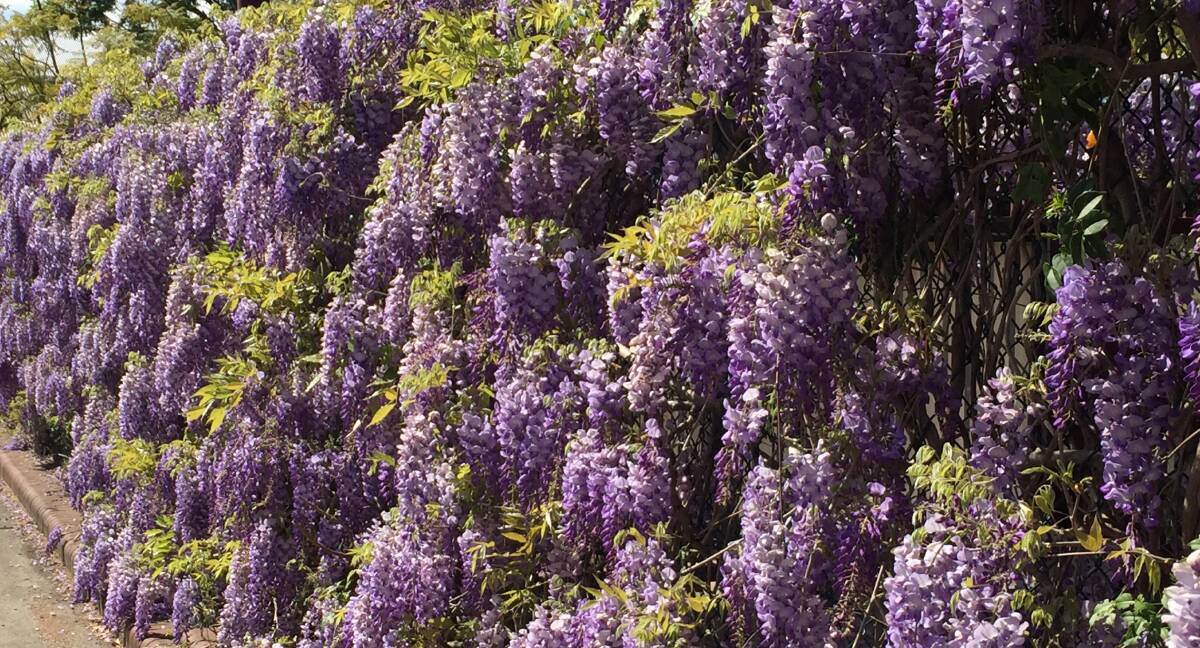 STUNNING: Rob Crawford captured a local wisteria which is putting on a fantastic show at the moment. Email your photos to editor@southcoastregister.com.au