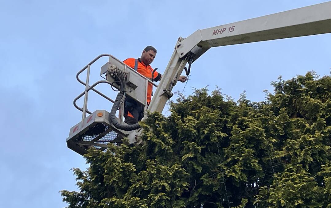 INTRICATE JOB: Chris Hobbs, of C&S Tree Services installing the solar panel powered lights into the large conifer in front of the Nowra Uniting Church.