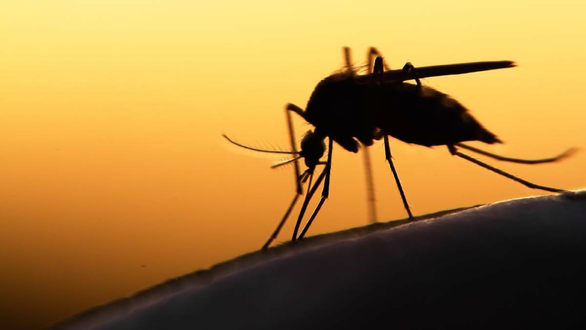 BE AWARE: Shoalhaven City Council has issued a warning about a potential mosquito population boom due to predicted higher rainfall and high tides expected before the start of the summer holidays. Photo: Shutterstock