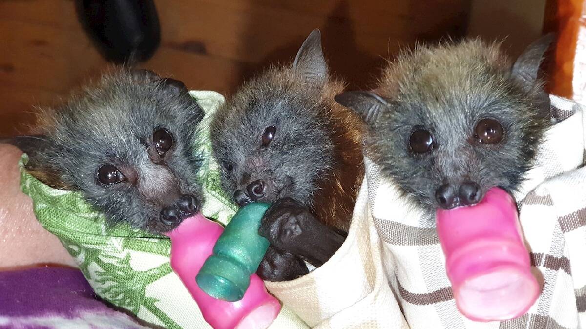 CUTE: The Shoalhaven Bat Clinic, partnering with South Coast Wildlife Network as All Sustainable Futures Incorporated received $87,470 funding for rescued food for wildlife recovery. Image: Shoalhaven Bat Clinic
