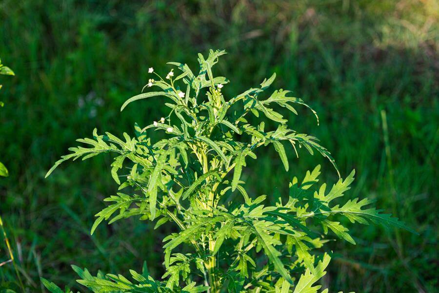 BE ON THE LOOKOUT: Parthenium Weed spreads rapidly, is dangerous to grazing animals and reduces crop and land value and can cause serious allergic reactions in people.