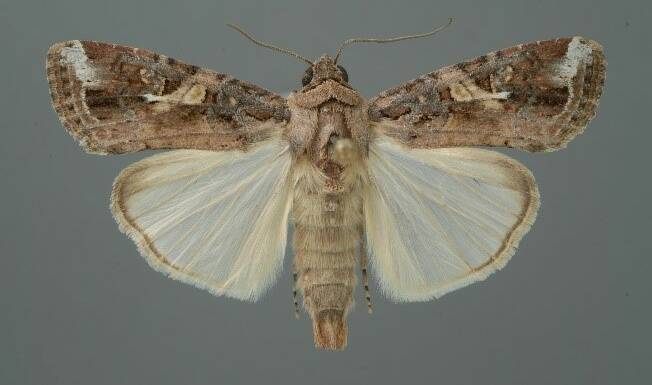 MALE MOTH: A male fall armyworm moth. Image: Lyle Buss, University of Florida, Bugwood.org - NSW DPI Website
