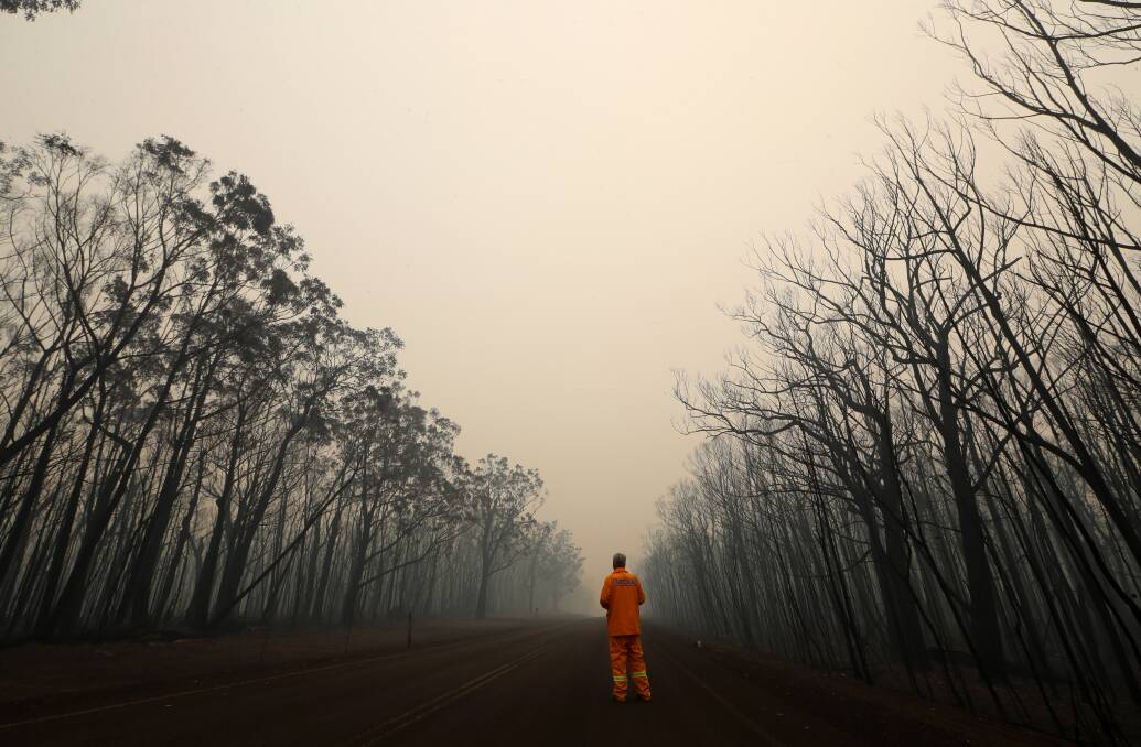 DEVASTATION: Trees left blackened after the Currowan bushfire passed through. Photo: Sylvia Liber