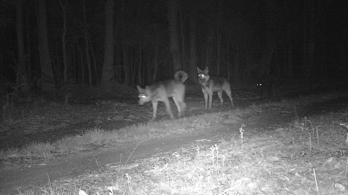Some of the wild dogs captured on South East Local Land Services nigyt vuision cameras in the local area.

