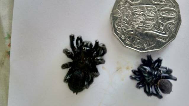 Two funnel-web spiders found at Anthony's Jellat home