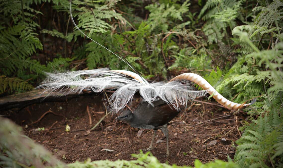 Revealed - the mysterious sex dance of lyrebirds
