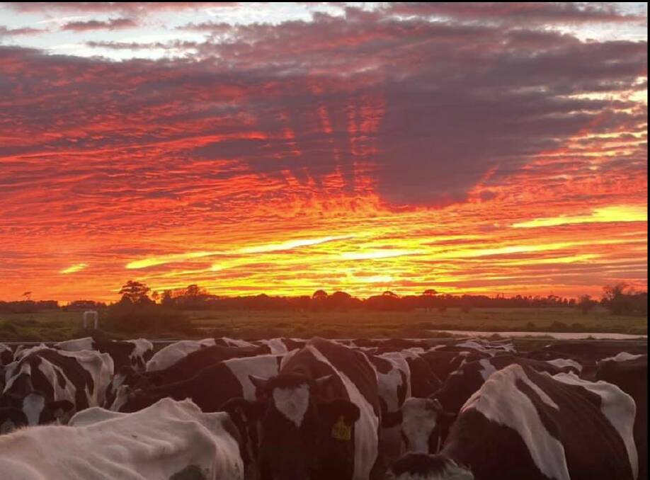 Pic of the day: Tim Cochrane captured a spectacular sunrise over his Numbaa dairy farm. Email your photos to editor@southcoastregister.com.au