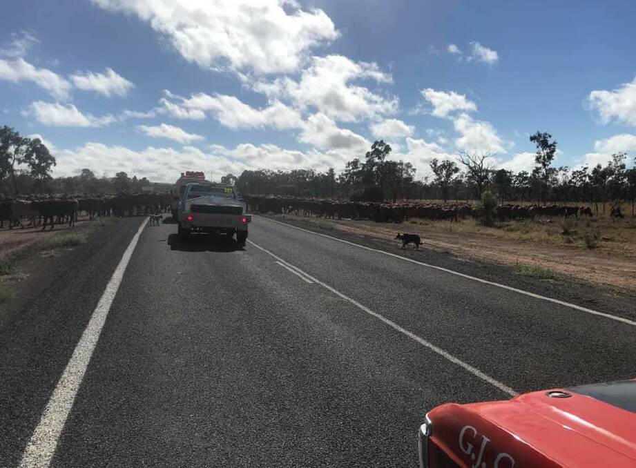 The GT1 among a large cattle herd between Hughenden and Georgetown encountering cattle in the long paddock
