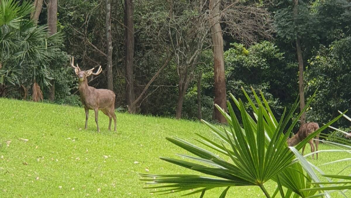 Two deer hanging out in a backyard at Thirroul. Picture: Supplied