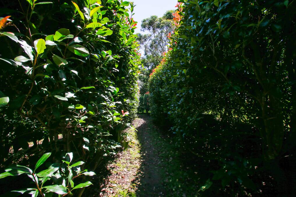 The hedge maze is on 2500 sqm and the most popular attraction. Picture: Anna Warr