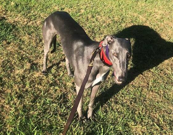 OUTSIDE CHANCE: Nowra Hill trainer Chris O'Brien's sprinter Banjo Tifia will contest the Group 1 Golden Easter Egg this weekend. Photo: SUPPLIED
