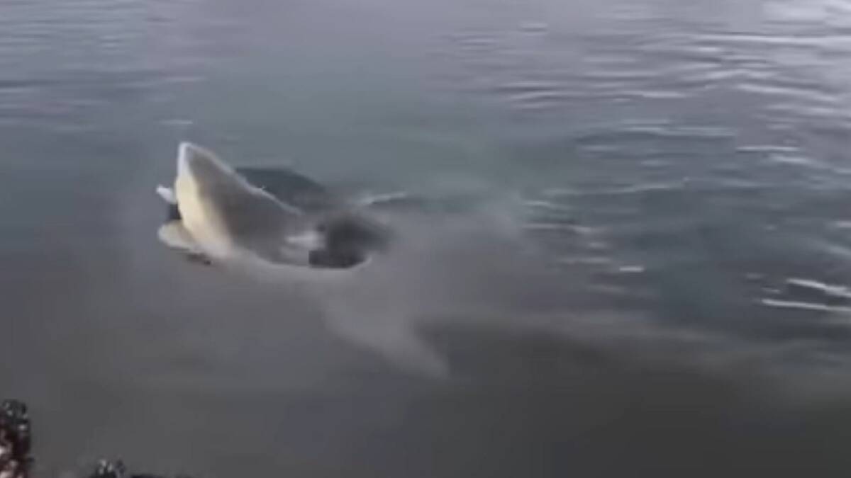 A screengrab of video showing a bullshark near the shore of the Shoalhaven River. 