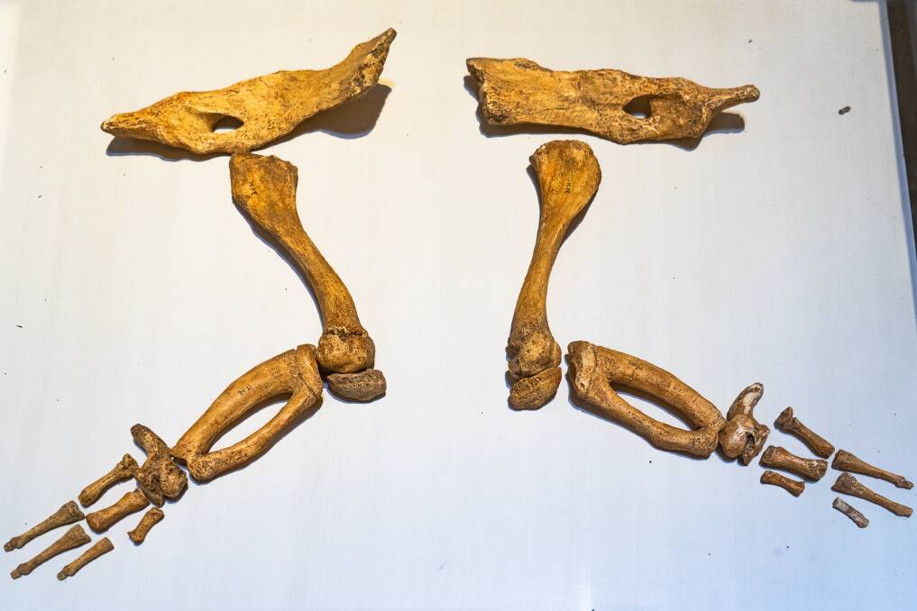 Fossilised basilosaurus legs prove the giant mammals once walked on land.
