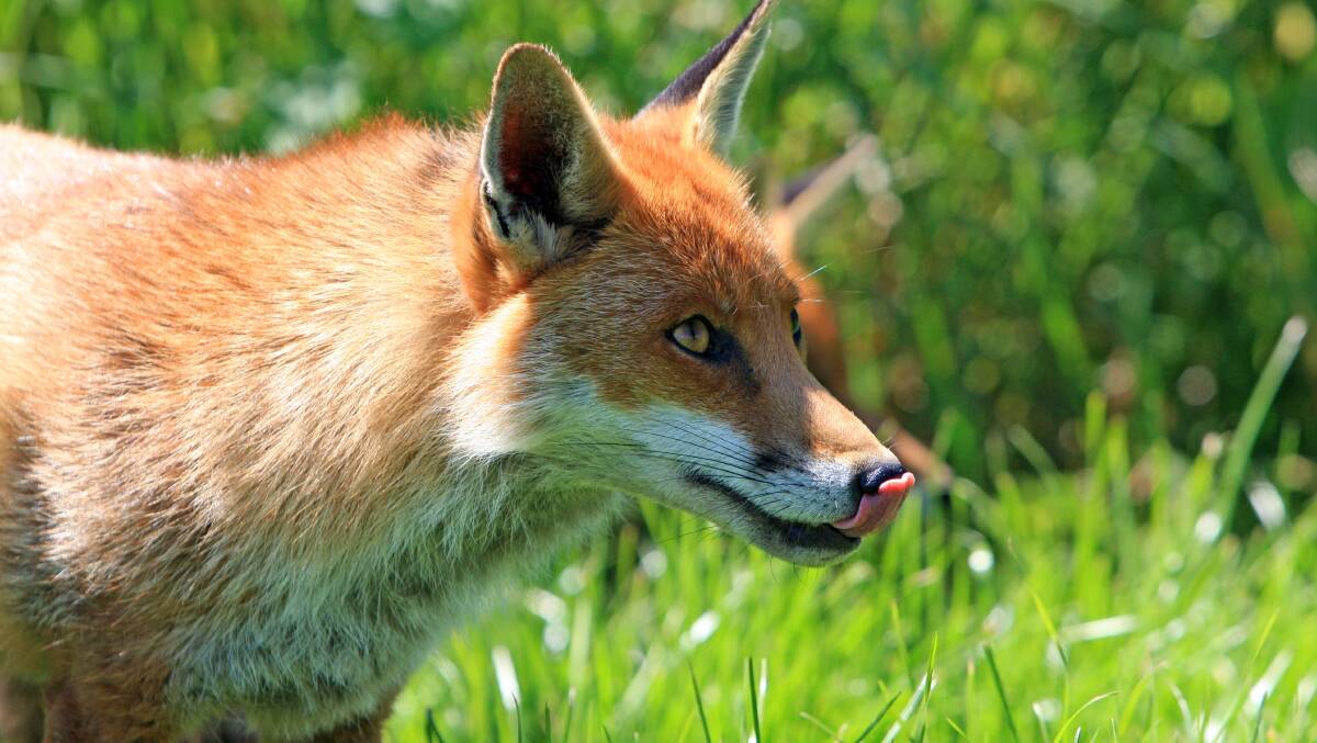 The Shoalhaven Landcare Fox Control Program have been successfully operating for over four years. File picture