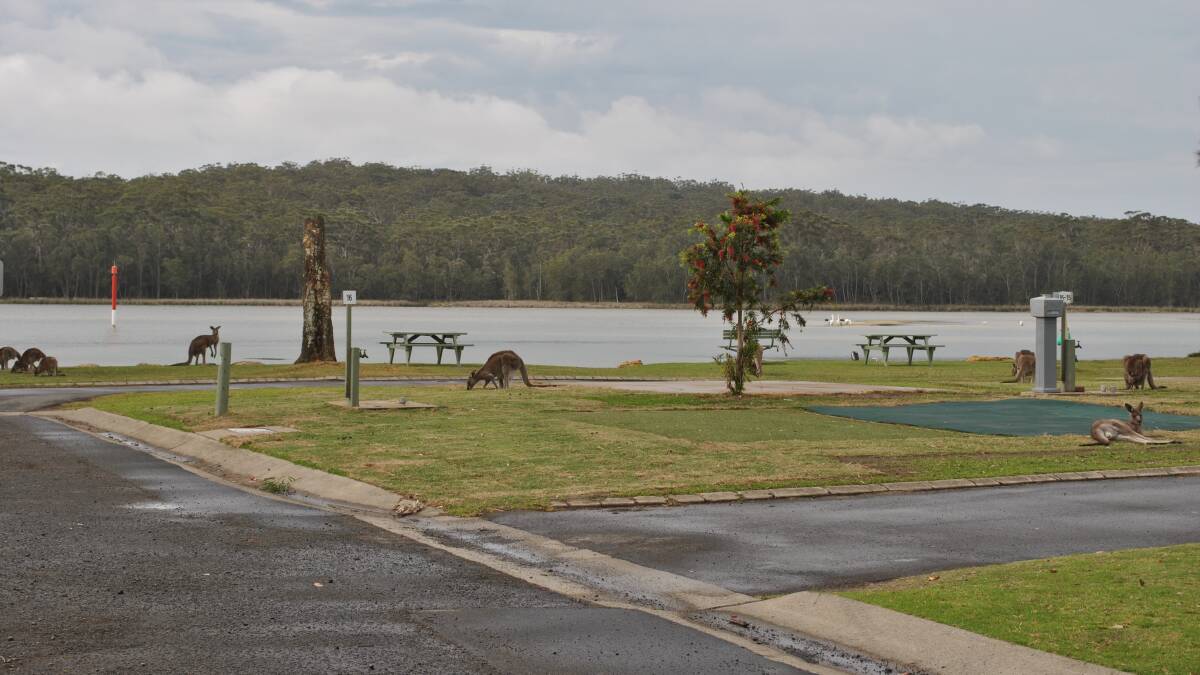 Kangaroos settle in for a snack at Lake Conjola in October 2017.
