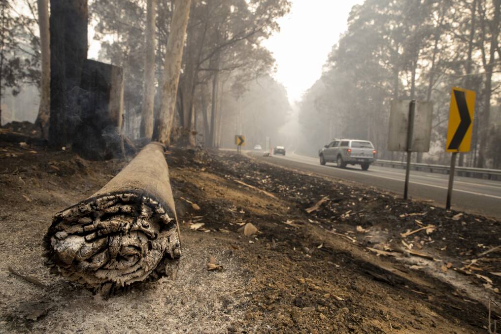 Burnt trees line the Princes Highway. Picture: Sitthixay Ditthavong.