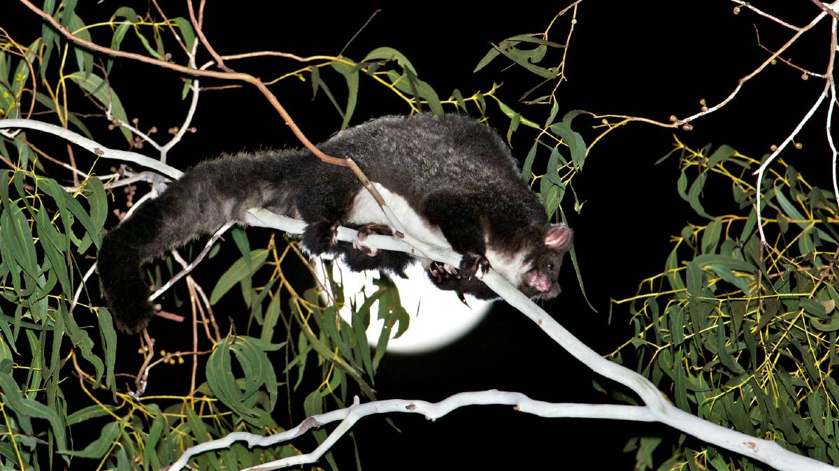 IMPORTANT: Greater gliders are known as an indicator species, pointing to the health and diversity of the forest. Photo: David Gallan