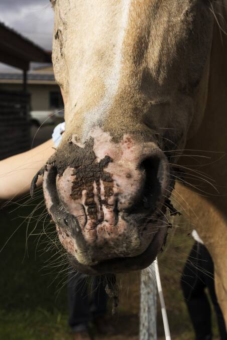 Caspian the horse burned on the mouth and eye from bushfires is currently being treated at the Moruya Veterinary Hospital. Picture: Dion Georgopoulos