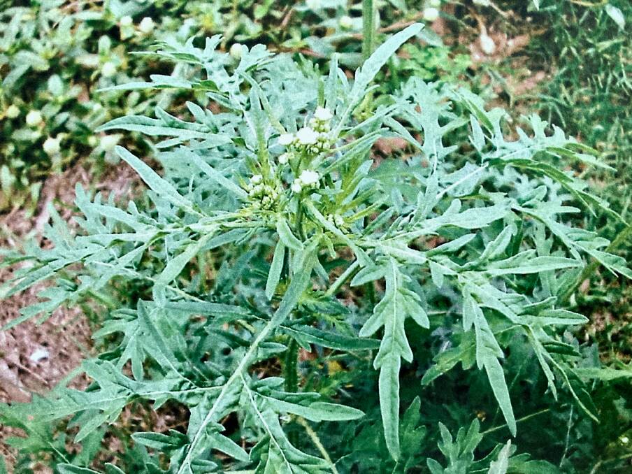 BUSHY: Parthernium weed. Picture: SUPPLIED.