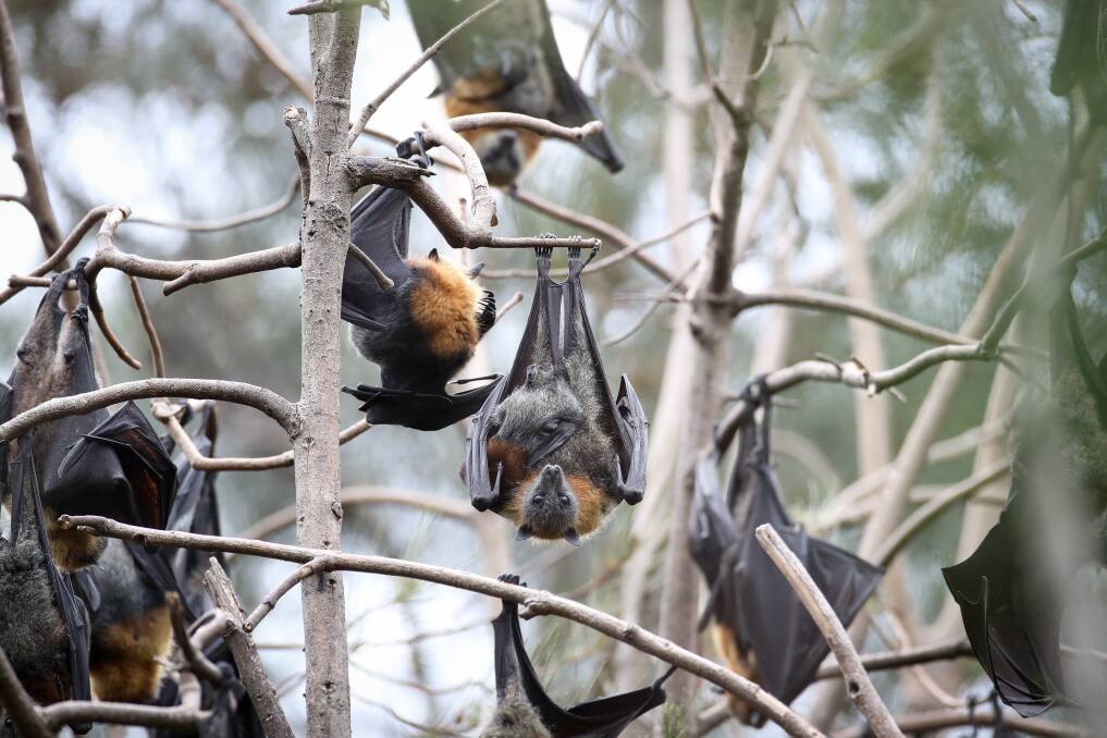 Grey-headed flying foxes chill out on Monday at their colony in a small patch of bushland at Figtree, just north of the freeway exit. Picture: Adam McLean