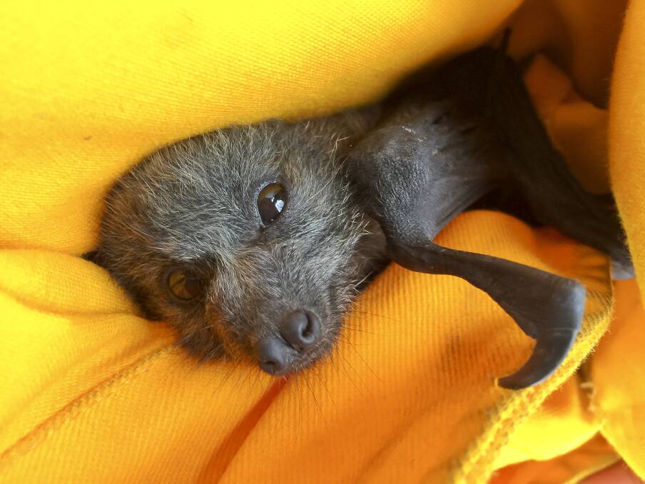 Barrie the flying fox was found by a journalist injured and crying near a burned-out stretch of land in Lake Tabourie the day after a bushfire swept through the area. Picture: Sitthixay Ditthavong