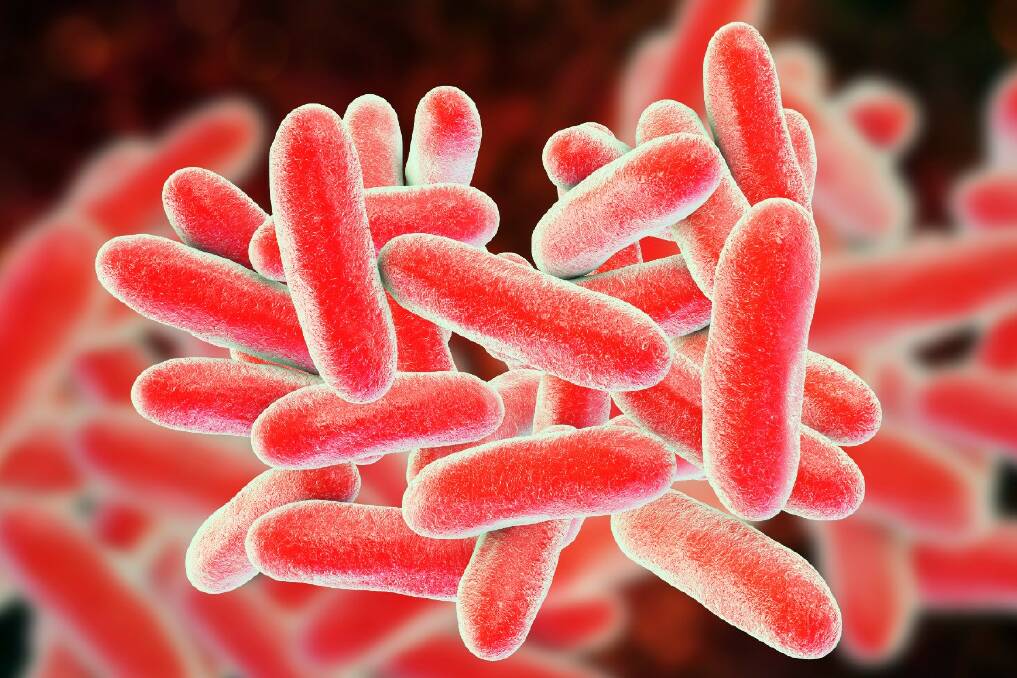 Legionnaires' disease is caused by Legionella pneumophila bacteria and can cause severe respiratory symptoms.