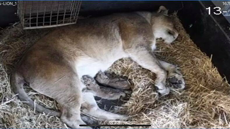 Zuri with her two healthy cubs before she passed away. 
