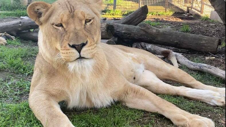 Mogo Wildlife Park's Zuri the lioness passed away three days after giving birth.