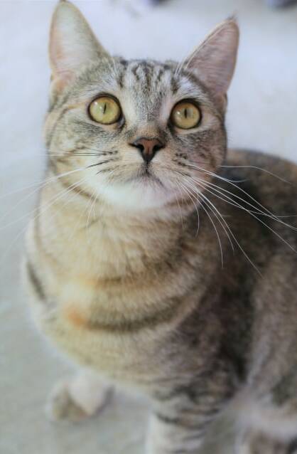 BEAUTIFUL: Puss Puss was surrendered after her owners moved and couldn't take her with them. 