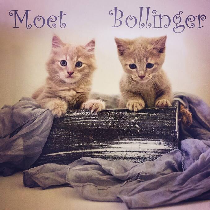 Moet and Bollinger. 