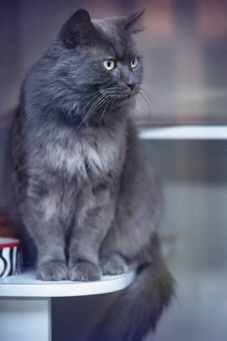 BEAUTIFUL: Smokey has tested positive for FIV (feline immunodeficiency virus) so will need to be an indoor only cat and he does have a heart murmur. Photo: supplied. 