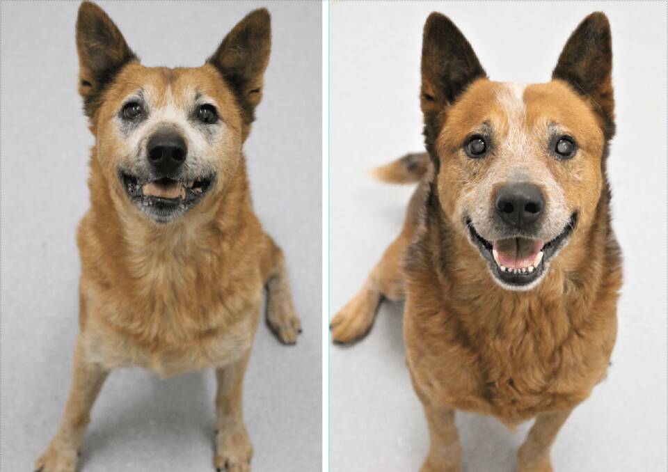 COUPLE: Sal and Tex need a loving home together. 