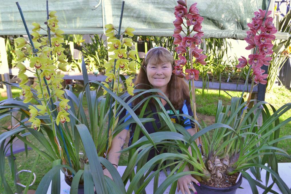 SHOW TIME: Min Purtell is ready to exhibit at the Shoalhaven Orchid Society Winter Show with the Shoalhaven Touch of Class (left) and the Lancashire Ruby Paradissia.