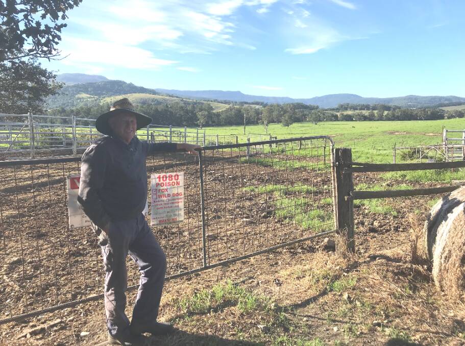 Before Shoalhaven Fox Control started baiting his property, Berry dairy farmer Peter Cullen was losing up to 10 per cent of his dairy calves to abortion, due to a microscopic parasite known as Neospora caninum which is carried by foxes. Photo supplied.