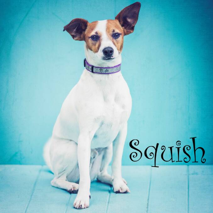 FULL OF FUN: Squish would like a happy new home. Photo: Annette Smith Photography. 