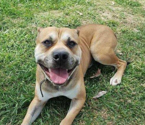 SMILE: Bruce would love a home where he's given plenty of exercise. 