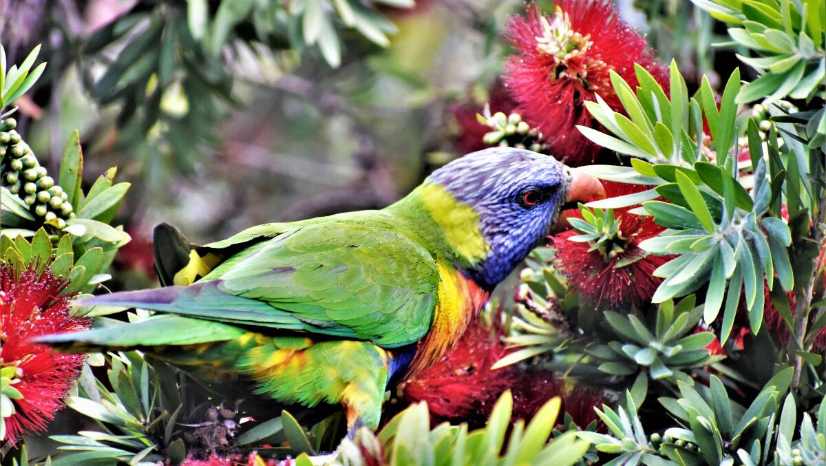 PIC OF THE DAY: Lorikeet feeding time in Sanctuary Point. Photo by Dannie and Matt Connolly Photography. Submit entries via nicolette.pickard@fairfaxmedia.com.au 
