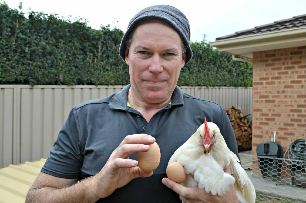 WHOPPER: One of Mark Miller's flock laid an impressive 120 gram egg recently. While he can't guarantee who it was, he thinks it could be Lilly Leghorn, pictured looking mightily proud. 