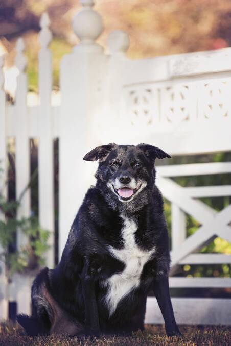 NEW LEASE ON LIFE: Cara is looking for a home. Photo: Annette Smith Photography. 