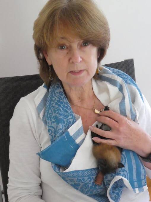  Nowra's Anne Cherry with a recently rescued baby flying fox. Photo supplied. 