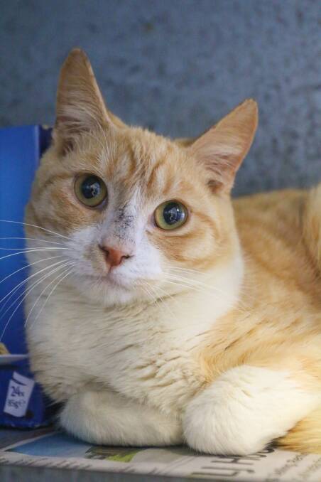 PET OF THE WEEK: Could Fizz be who you're looking for? Photo: Shoalhaven Animal Shelter. 