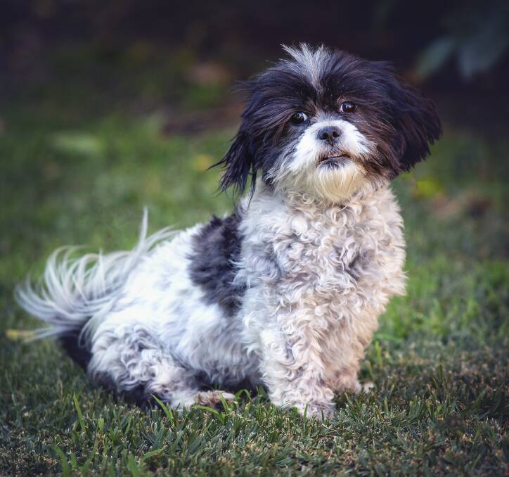 ADORABLE: Josie is a sweet Shih Tzu pup of around 18-months-old. Photo: Annette Smith Photography. 