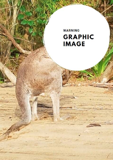 'Worst I've ever seen': Shoalhaven wildlife expert in tears over horrific kangaroo shooting