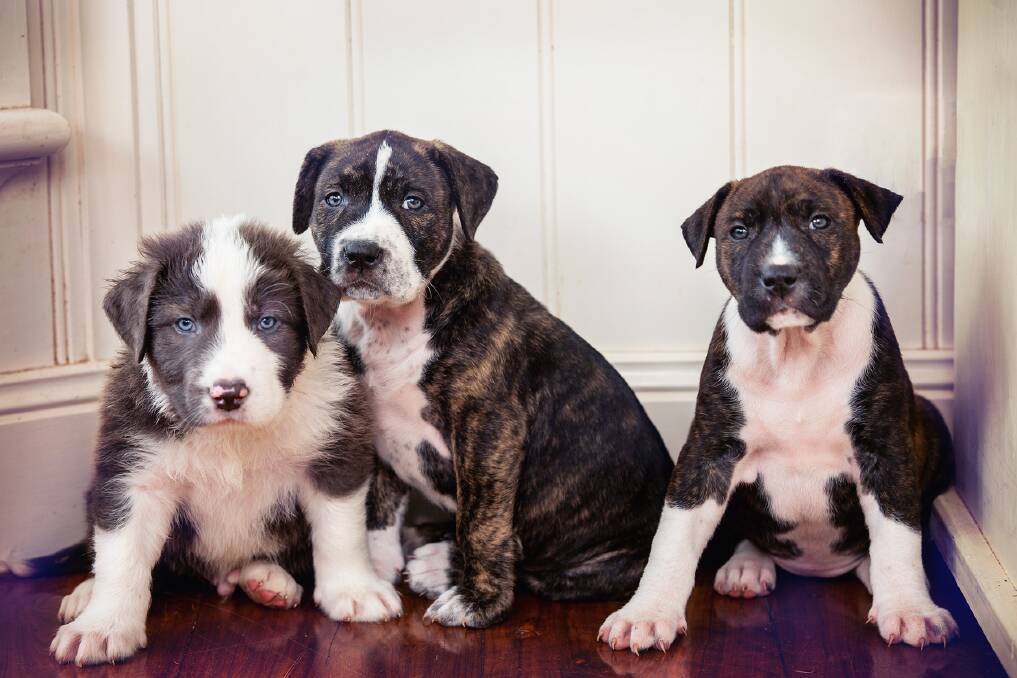 Spud (male) and females Tilly and Billy will be looking for their forever homes soon. Photo: Annette Smith Photography. 