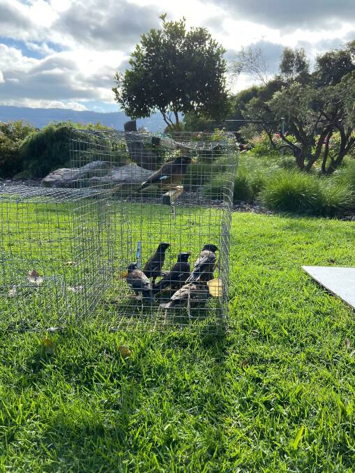 Camberwarra resident Peter Jirgins has noticed a significant increase in the Indian Myna population recently. Phot supplied.