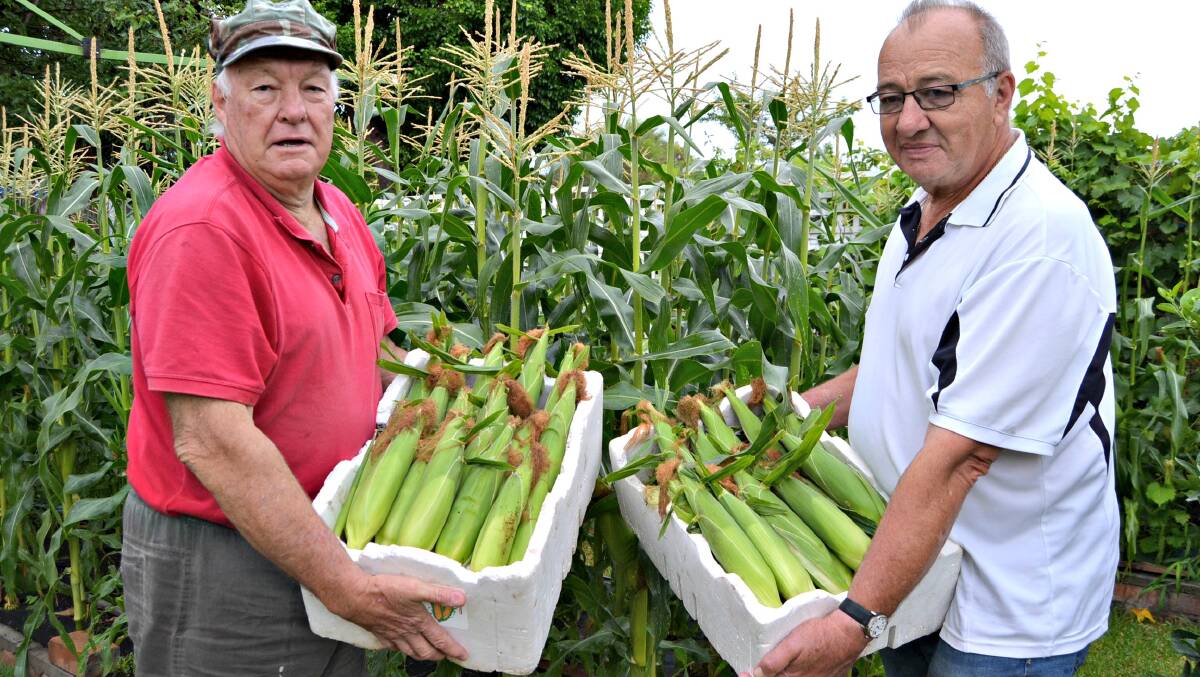 HOMEGROWN: Vegetable grower Doug Black and soup kitchen volunteer, Herbert ready to take the next batch of corn to Nowra's soup kitchen. 