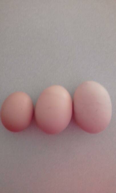 SCALE: From a normal chook egg, to a double yolker, to the 120 gram whopper. Photo supplied. 