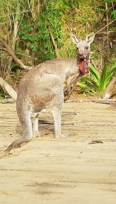 Contact Wildlife Rescue South Coast on 0418 427 214 if you see the severely injured kangaroo. Photo supplied.