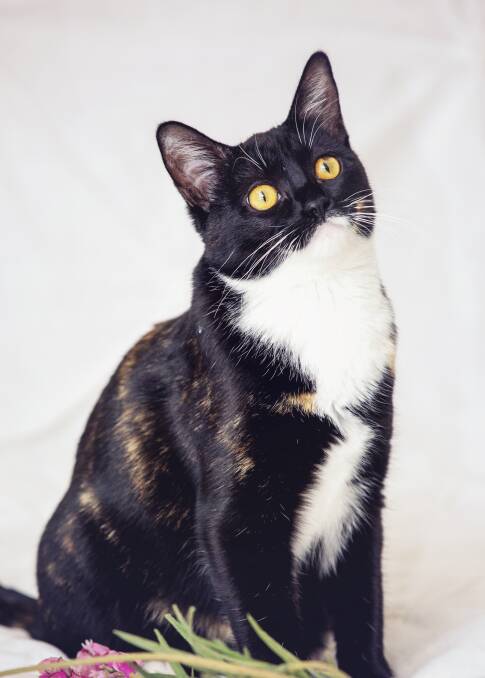 MAJESTIC: Eliza has been in care for several months and would love a home of her own. Photo: Annette Smith Photography. 