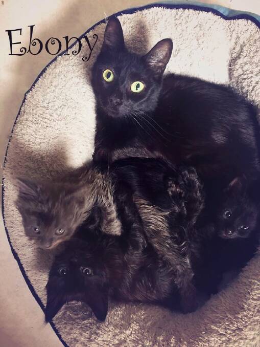 LOVE NEEDED: Ebony's kittens have homes but now she needs a family to call her own. Photo: Annette Smith Photography. 